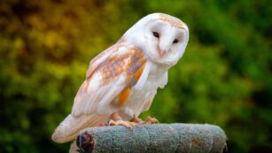 Cute:s6j5hhkikp8= Owl